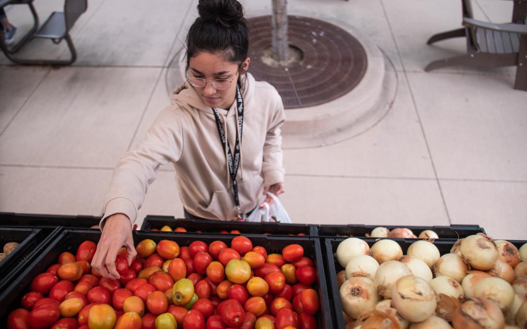 Student grabs for a fresh tomato on the Weld Food Bank Farm to Famiies Food Truck in Fort Lupton