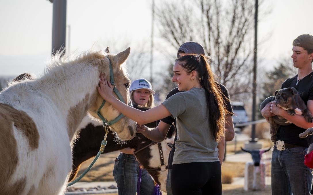 horses at Ag Day petting farm