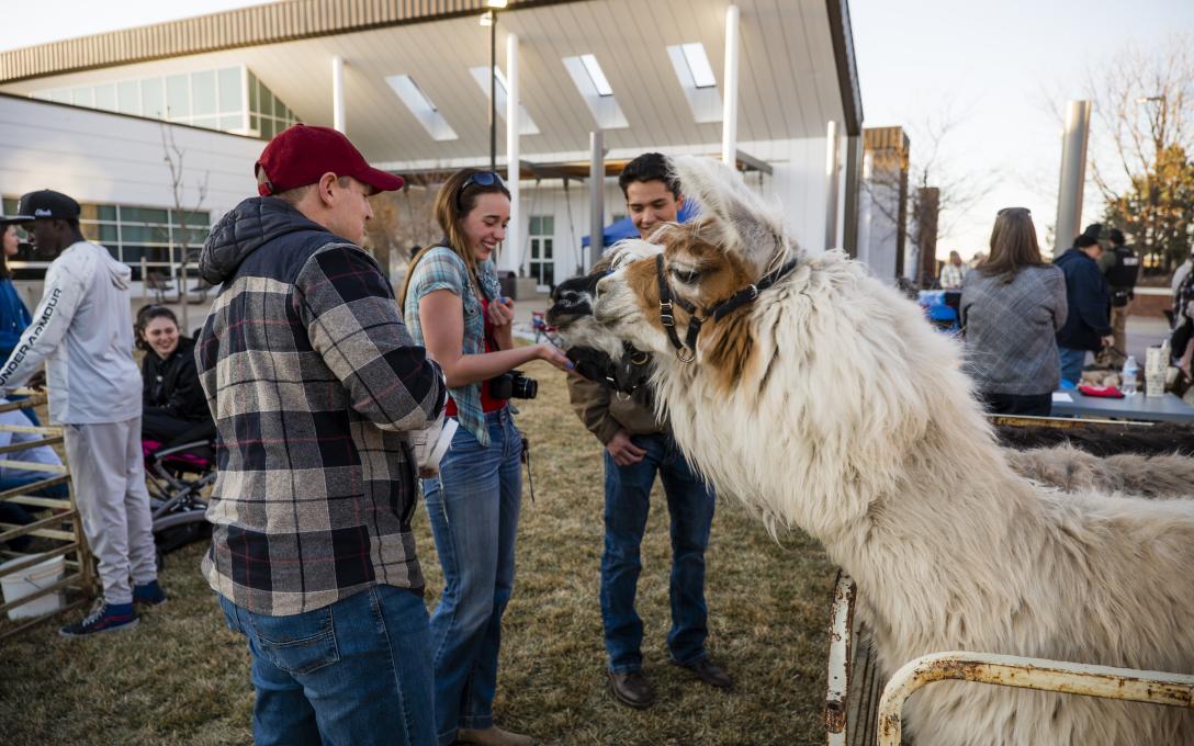 Alpacas at Ag day 2025