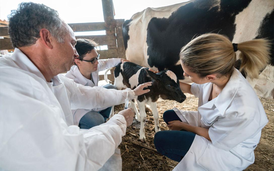 Animal Science students caring for a calf