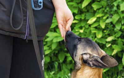 close up of dog trainer hand out with dog nose touching it