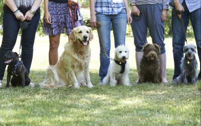 A group of people standing with their dogs in a professional dog trainer class