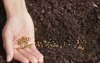 closeup of hand holding seeds next to a row of seeds in soil