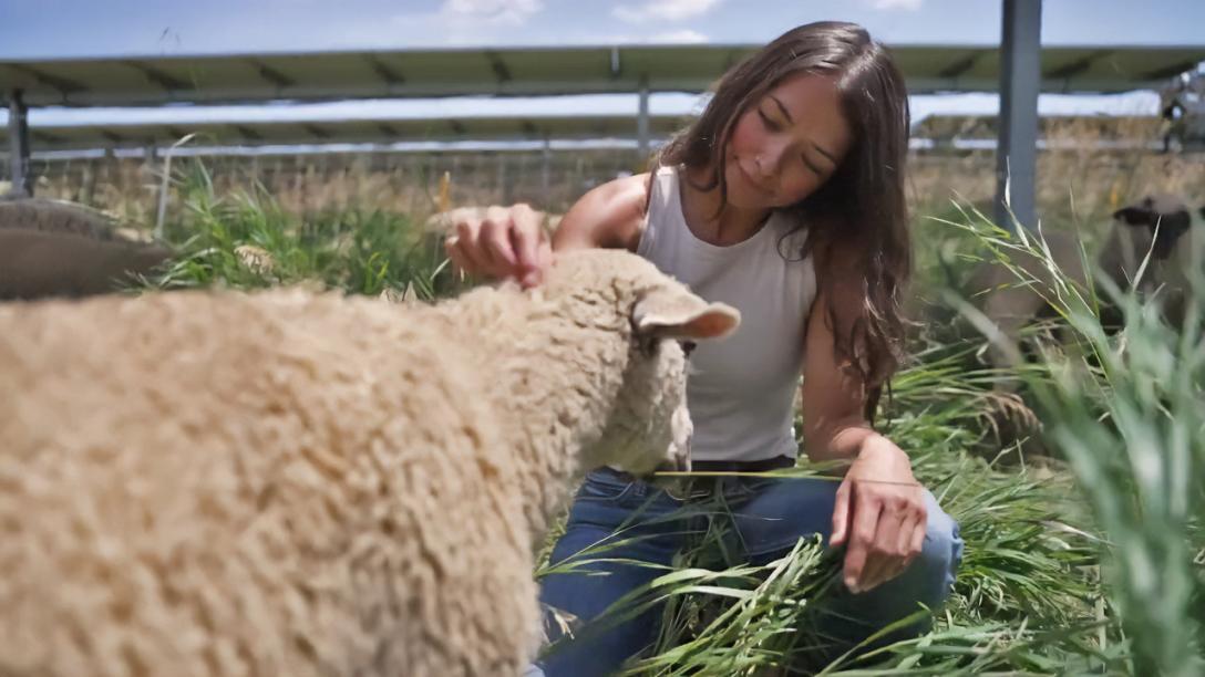 Abby Flores at Jack's Solar Farm with Sheep