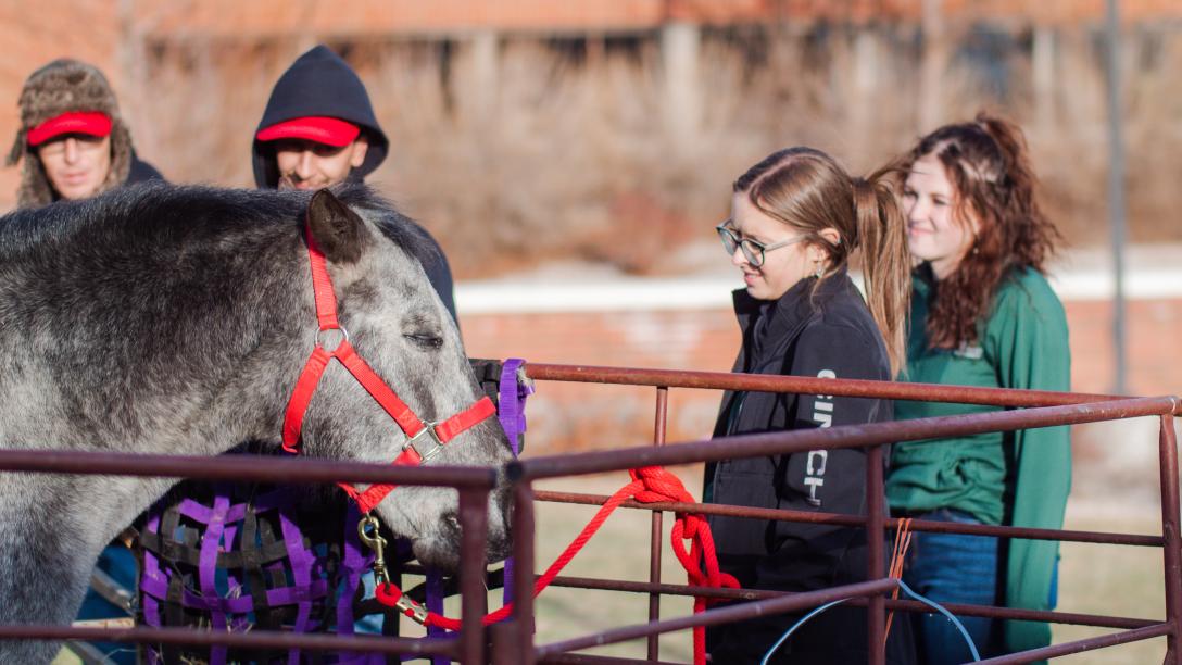 Horse at Aims Ag Day Petting Farm