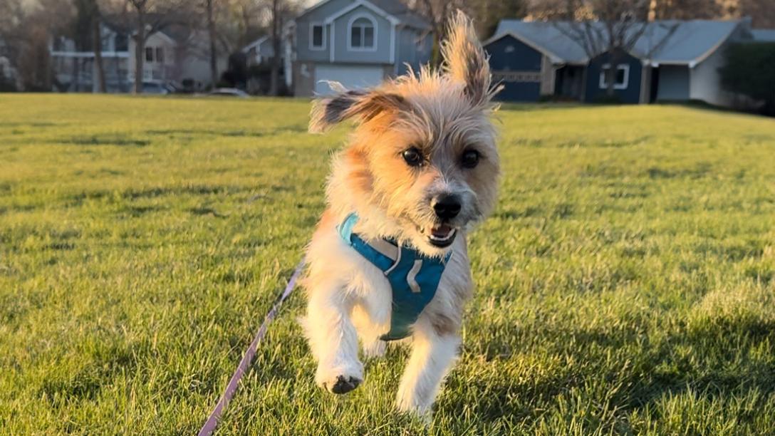 Professional Dog Training Programs: Transform Your Pet's Behavior