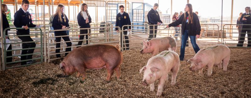 FFA students with pigs at the Ft. Lupton Campus