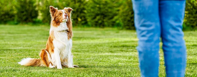 Brown and white dog sitting attentively on a grassy lawn, looking up at a person standing nearby.