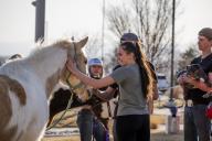 horses at Ag Day petting farm