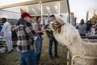 Alpacas at Ag day 2025