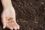 closeup of hand holding seeds next to a row of seeds in soil