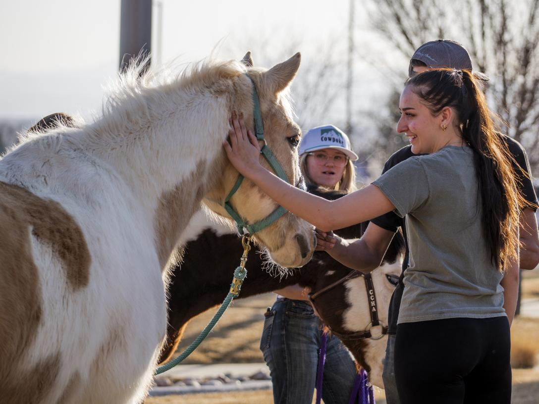 horses at Ag Day petting farm