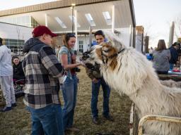 Alpacas at Ag day 2025