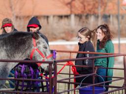 Horse at Aims Ag Day Petting Farm