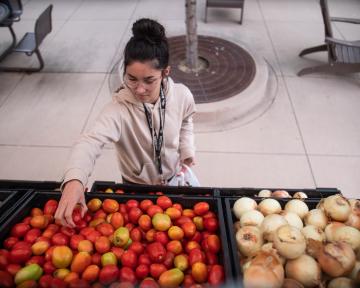 Student grabs for a fresh tomato on the Weld Food Bank Farm to Famiies Food Truck in Fort Lupton