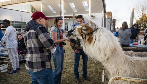 Alpacas and Students at Ag Day