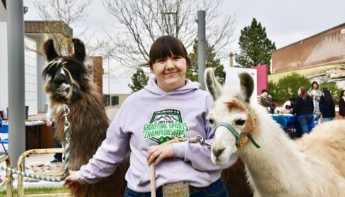 Student with Alpacas at Ag Day