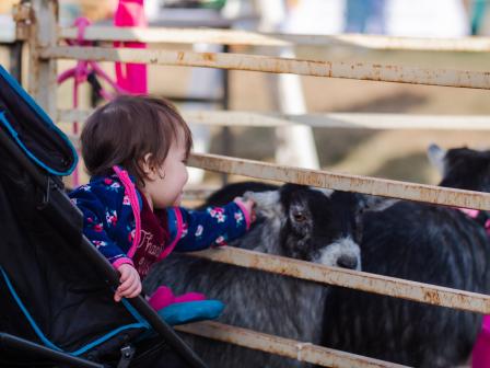 girl in stroller petting goat